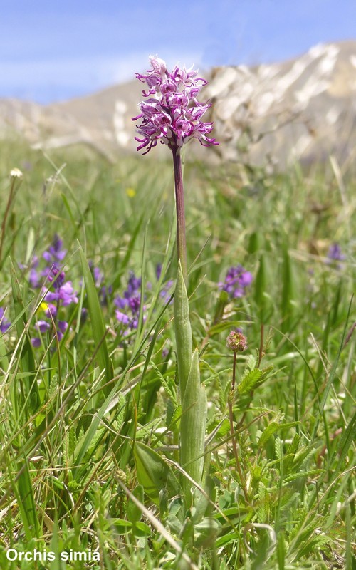 Le orchidee di Cardito, splendide praterie tra il reatino e laquilano.